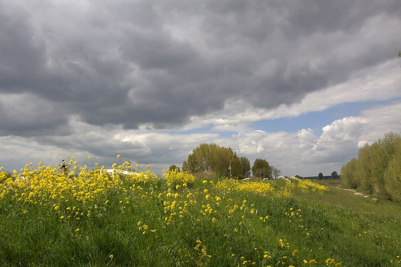 Fietsen langs de Lekdijk